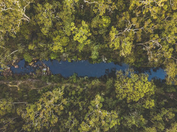 High angle view of trees by lake in forest