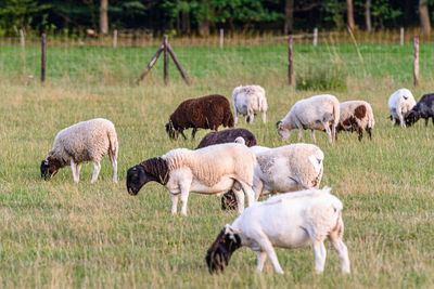 Horses grazing in a field