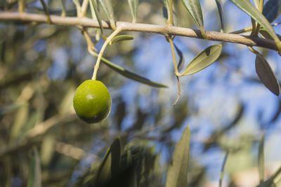 Close-up of fruit growing on tree