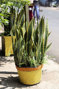 Ornamental plant called mother-in-law's tongue