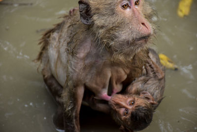 Portrait of monkey in water