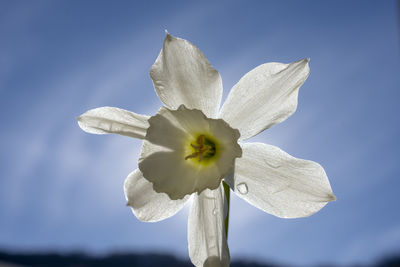 Close-up of white flowering plant against blue sky