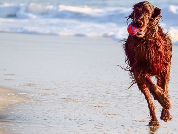 Irish setter running on beach while holding ball