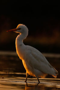 Close-up of bird perching