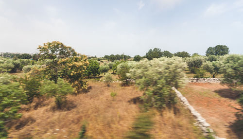 Trees on landscape against sky