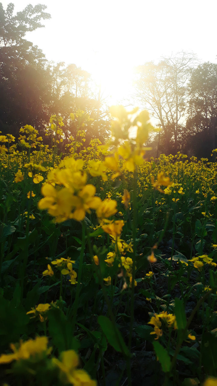 YELLOW FLOWERING PLANTS ON FIELD AGAINST SKY