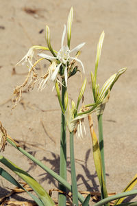 Close-up of wilted plant