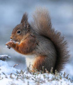 Close-up of squirrel