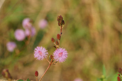 Close-up of purple flowering plant