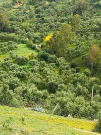 Scenic view of trees growing in forest