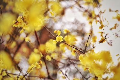 Close-up of yellow flowers