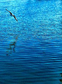 View of birds in water