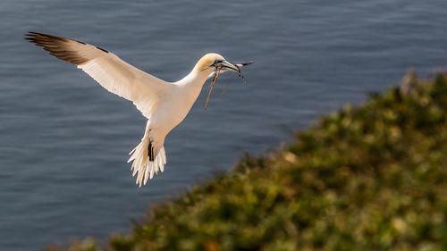 Northern gannet from helgoland