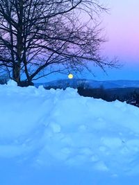 Bare trees on snow covered landscape