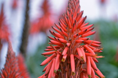 Close-up of red flowering plant