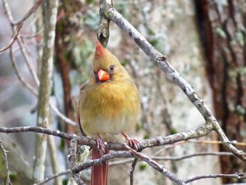 Close-up of cardinal bird  perching on branch