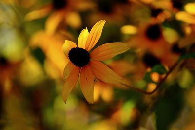 Close-up of yellow flowering plant