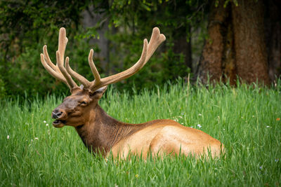 Relaxing elk in west yellowstone 