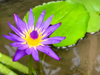 Close-up of purple water lily in lake