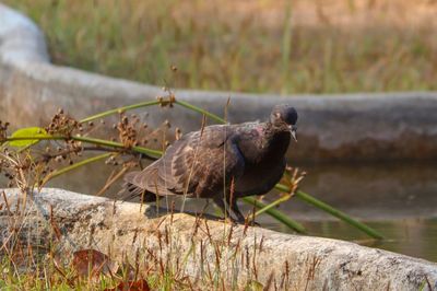 Close-up of bird perching on wood