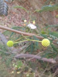 Close-up of flowers growing on plant