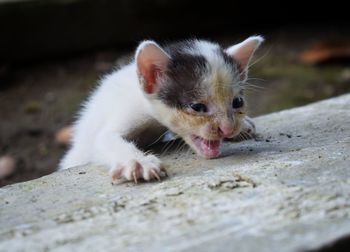 Close-up portrait of kitten