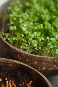 Close-up of potted microgreens