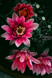 Close-up of pink flower