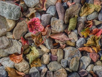 Full frame shot of autumn leaves