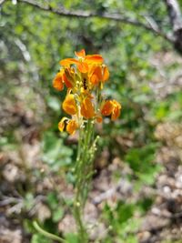 Close-up of yellow flowers blooming on field
