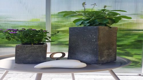 Close-up of potted plant on table