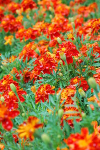 Close-up of red leaves