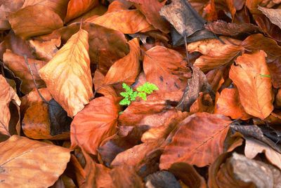 Full frame shot of leaves