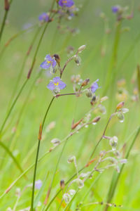 Close-up of purple flowering plant