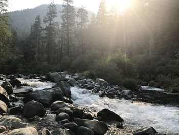 Scenic view of waterfall in forest