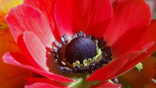 Close-up of red flower blooming outdoors