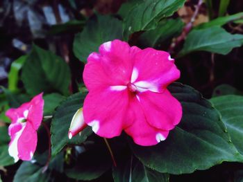 Close-up of pink flowering plant