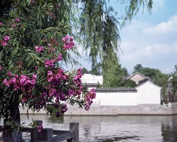 Flowers growing by tree against sky