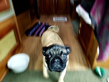 High angle view of dog on floor at home