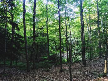 Trees growing in forest