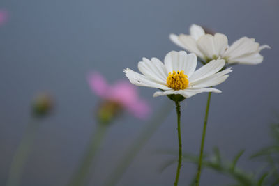 Close-up of flower blooming outdoors