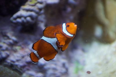 Orange fish swimming in sea