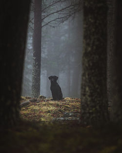 View of a cat sitting on tree trunk