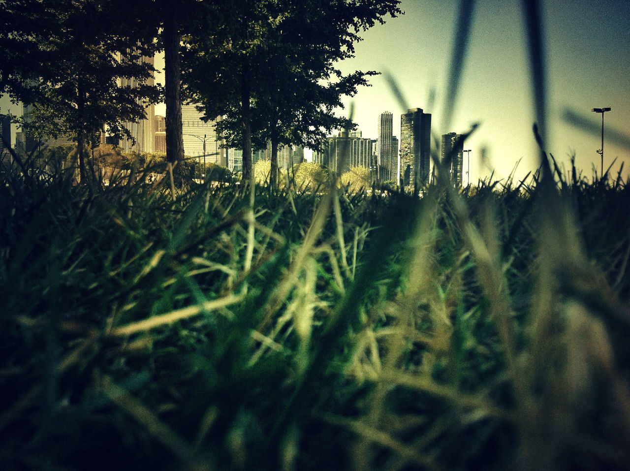 building exterior, architecture, built structure, growth, selective focus, grass, plant, focus on foreground, green color, city, no people, outdoors, nature, day, close-up, building, field, tree, focus on background, surface level