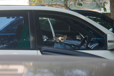 Dog in a car