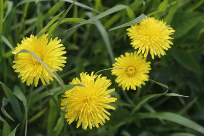 Close-up of yellow flowering plant on field