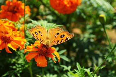 Close-up of butterfly on orange flower