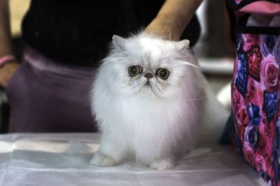 Portrait of white cat at home