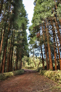 Trees in forest against sky