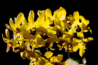 Close-up of yellow flowers blooming against black background